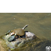 خانواده لاکپشت‌های لاک نرم Trionychidae